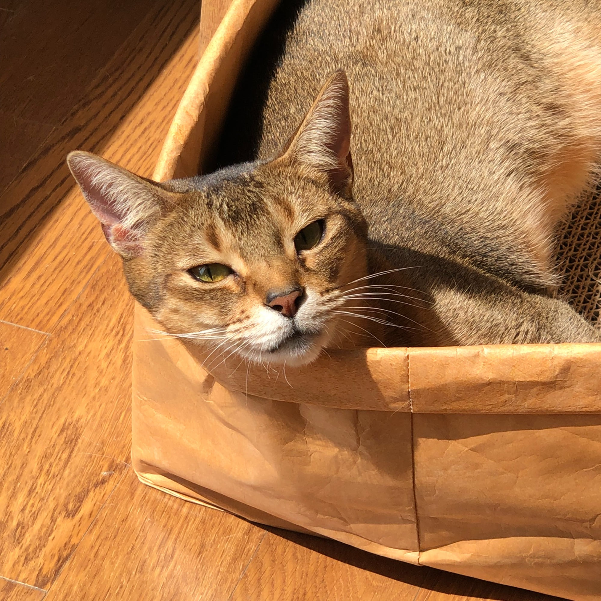 [라지] 고양이 타이벡 빵봉투 바스켓