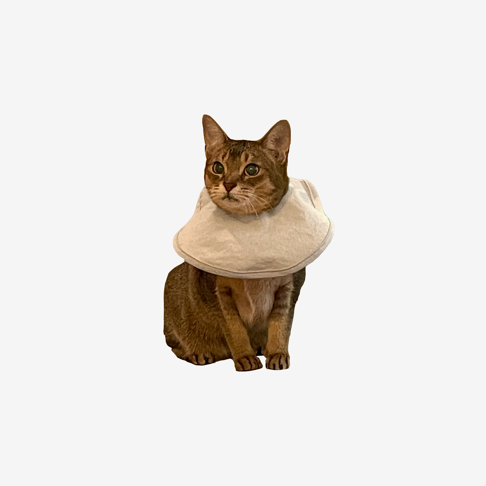 고양이 케이프 넥카라