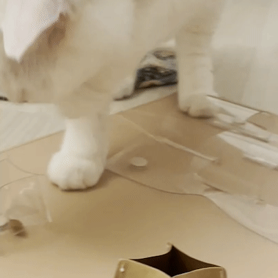 캐치하다 고양이 먹이퍼즐 - 투명