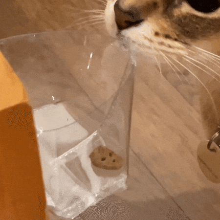 캐치하다2 고양이 먹이퍼즐 보물찾기
